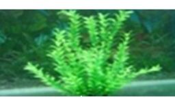 Пластикова рослина для акваріума 41-43 см 035432 від виробника Lang