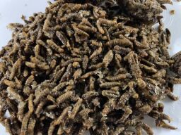 Личинка чорної левки для годування креветки Розенберга - 20 (кг)