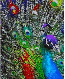 Картина за номерами Strateg ПРЕМІУМ Різнобарвне пір'я павлина розміром 40х50 см (GS171)